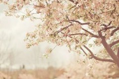 Ψ���ľ��Ӽ�ͼƬ���ҵ�����Ӵ˲԰ף�û����